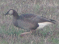 Canada Goose x domestic Swan Goose hybrid